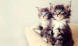 娱乐吃瓜酱小猫被薅起来,薅猫事件背后的真相